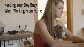 How to Entertain Your Dog While Working From Home