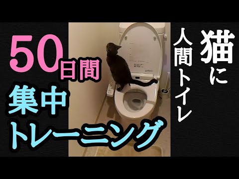, title : '【猫に人間トイレ】しつけ方法❤50日間集中トレーニング❤(Teaching cats how to use human toilet by Citikitty, 50 days training)'