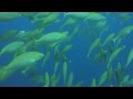 Immersione (Scuba Diving) in Camogli, Italy