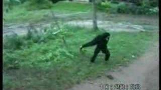 Monkey pulling dog's tail - very hillarious