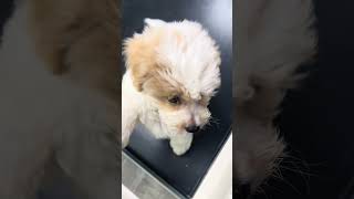 Download lagu pompooF1B#9104, Male , Aventura mp3