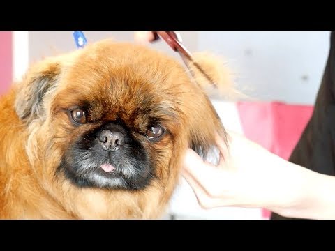 download lagu mp3 mp4 Shaved Pekingese, download lagu Shaved Pekingese gratis, unduh video klip Shaved Pekingese