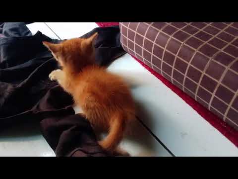 the fight between two groups of Oyen cats in the English and American world 