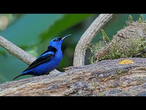Close-up with a Red-legged Honeycreeper & Thick-billed Euphonia | April 6 2025 | Cornell Lab