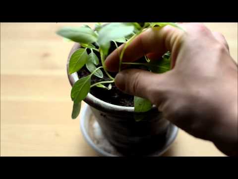 Plantera om tomatplantor och toppa basilika