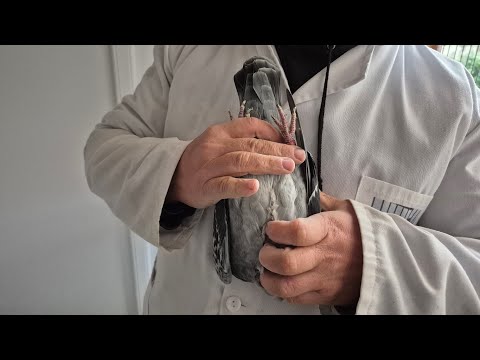 Analize  între porumbeii  de M Extrem și cei de Viteza puri