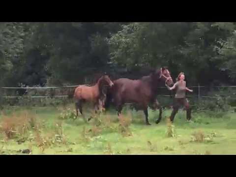 Don Rico, Hengstfohlen vom April 2015 von Damsey