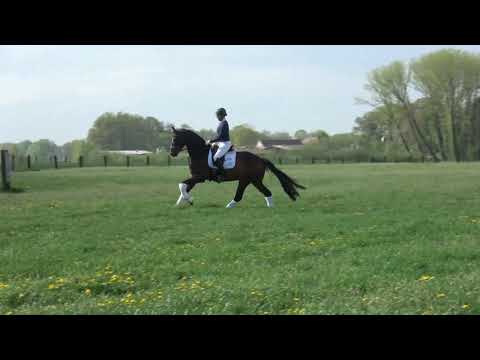 Lot 3 Fürst Roland - The Elite Dressage Collection Saturday 11th May 2019