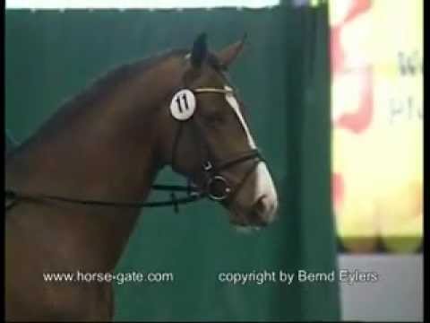 Gut Neuenhof Estobar NRW Fremdreiter 30-Tage-Test 2007 in Münster-Handorf