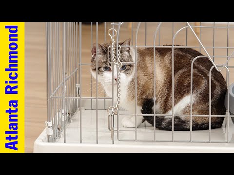 Top 5 Best Cat Cages 2022