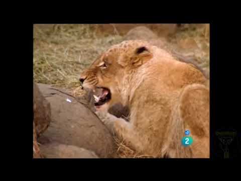 documental.leopardo hembra y leona un amistad increíble.