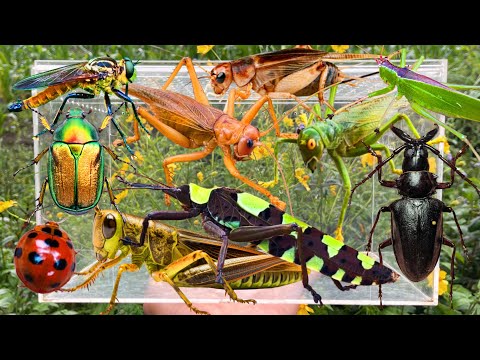 Wild Bug Catching: Giant Grasshoppers, Ferocious Beetles, Bush Crickets & More