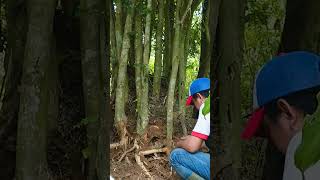 Download lagu Proses Panjang Eksekusi Bahan Bonsai Serut Langka dan Uink #shorts #short #bonsaiserut #bonsai mp3