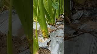 Download lagu Taro Farming Techniques  #satisfying #shortsvideo mp3