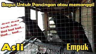 Download lagu Suara burung Bubut mp3