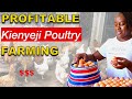 How To Raise Over 1,000 Kienyeji Chicken For Meat and Eggs | Start a profitable poultry farm