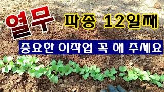 [텃밭농부. 1,027]  열무. 총각무 파종 12일 후 이 작업 꼭 해 주세요! #열무재배 #총각무재배