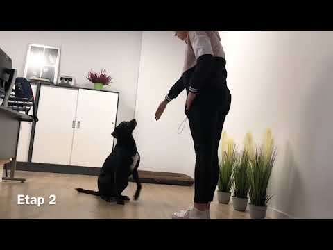 Komenda "siad" i pozostawanie w tej pozycji