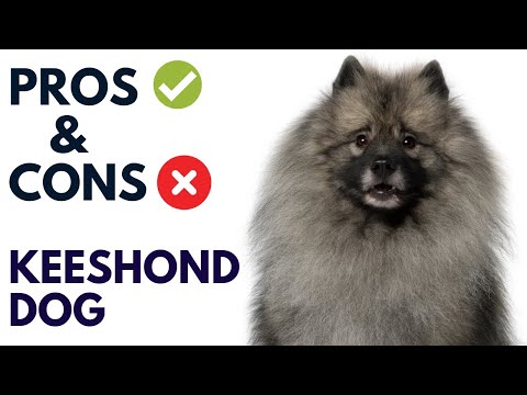 Keeshond Dog Pros And Cons | Keeshond Advantages And Disadvantages #AnimalPlatoon