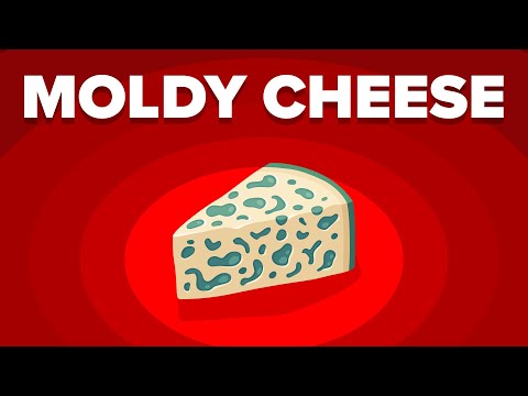 Why Don't You Get Sick When Eating Moldy Cheese