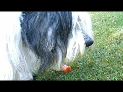 Loppe and Sally the carrot eaters