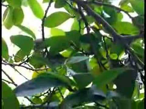 the little bird leaving the nest