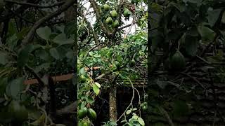 Download lagu Buah apa ini pating grandul? #shorts #avocado #alpukat #fruit #gunungkidul #kulinermurahenak mp3