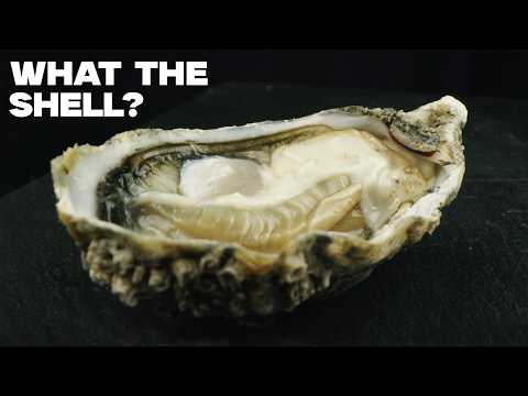 Every Type Of Oyster That We Eat In the United States