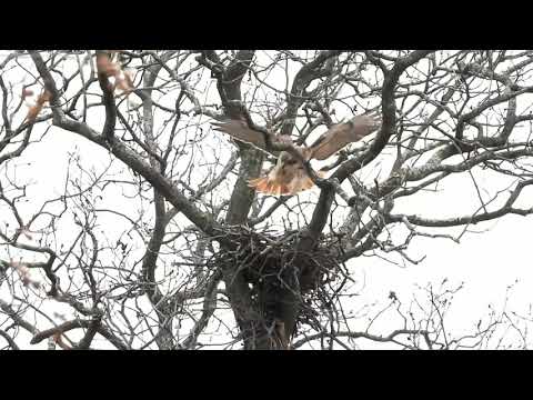 Redtailed Hawk Nest