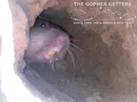 The Gopher Getters and Live Pocket Gopher in the Wild.