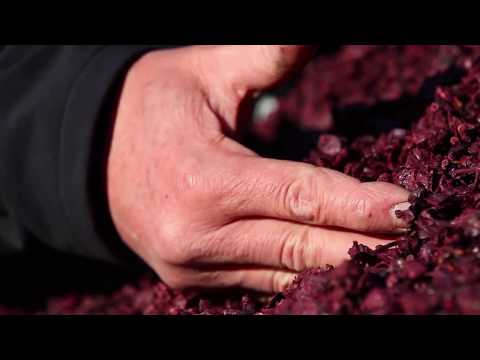 Destilleria Marzadro