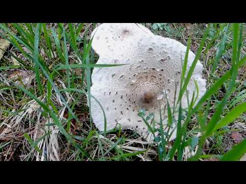 Parasol-Hexenring im Waldviertel