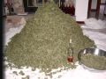 Stoney Moe Bongsong