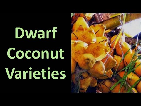 Information on dwarf coconut varieties