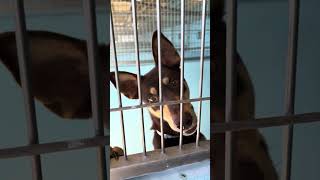 Video preview image #1 Doberman Pinscher Puppy For Sale in Pasadena, CA, USA