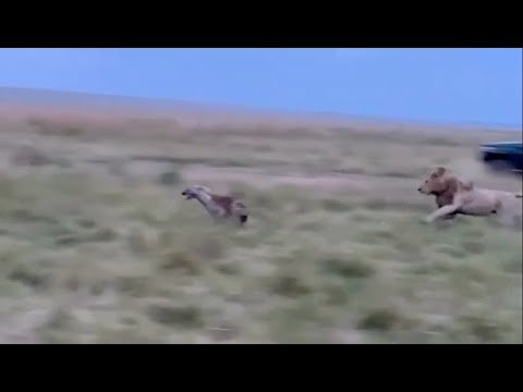 Male lion chasing a hyena and you won't believe what happens next