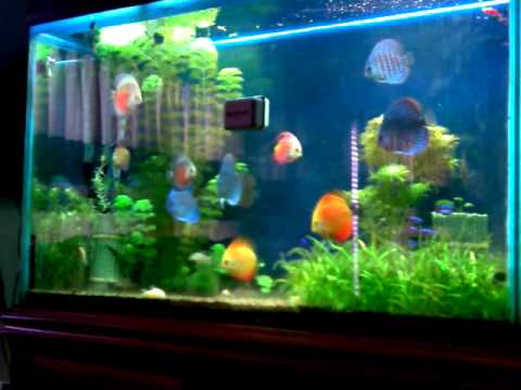 Discus  tank ho Ca dia  thuy sinh planted fresh water tropical fish aquarium live salt