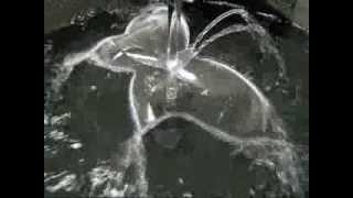 Water Membrane Creatures