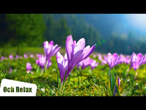 10 Hours of Relaxing Music - Sleep Music, Piano Music for Stress Relief, Sleeping Music (Sara)