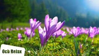 10 Hours of Relaxing Music - Sleep Music, Piano Music for Stress Relief, Sleeping Music (Sara)