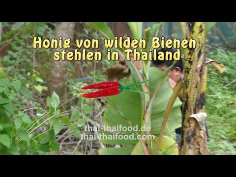 In Thailand | Honig von wilden Bienen stehlen