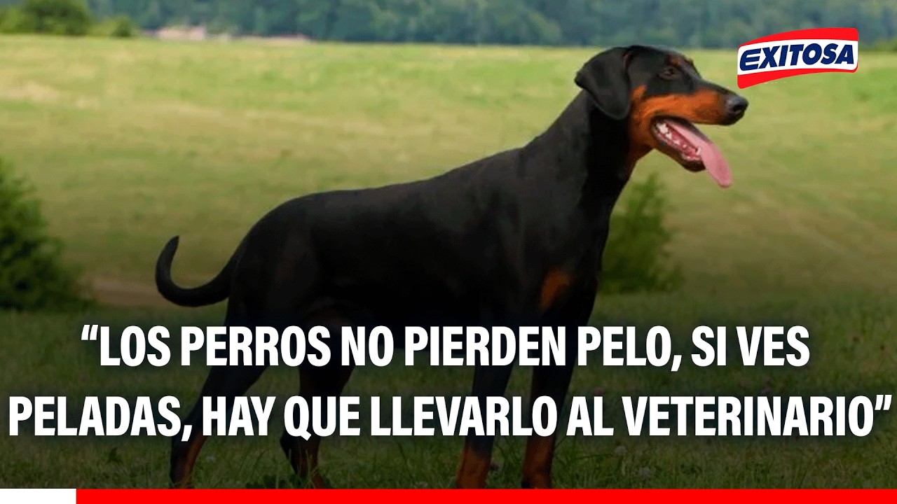 🔴🔵Caída del pelo en dóberman o cualquier raza requiere de revisión veterinaria