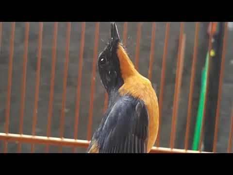 download lagu mp3 mp4 Suara Burung Tledekan Gunung Buat Masteran, download lagu Suara Burung Tledekan Gunung Buat Masteran gratis, unduh video klip Suara Burung Tledekan Gunung Buat Masteran