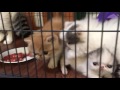 Red Tabby And White Masquerade