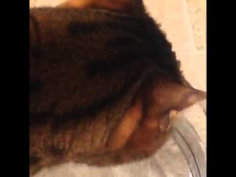 Cat meowing while drinking water!