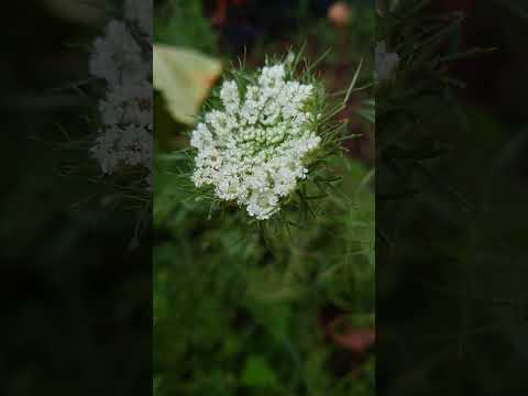 ニンジン苗のコーヒーかす