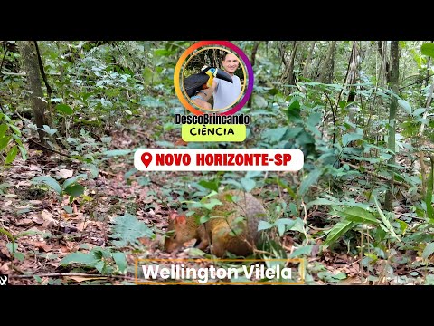 A fantástica fauna de São Paulo