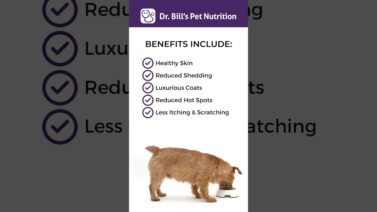 Watch video Dr. Bill's Pet Nutrition Canine Optimum Skin & Coat | Supplement for Dog's Skin and Coat Now Dr. Bill's Pet Nutrition Canine Optimum Skin & Coat | Supplement for Dog's Skin and Coat