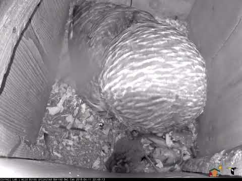 A very fresh fish is delivered to a Barred Owl nest 4/11/18