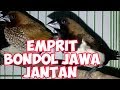 Mix Finch Indonesia Bondol Jawa Peking Dan Emprit Haji